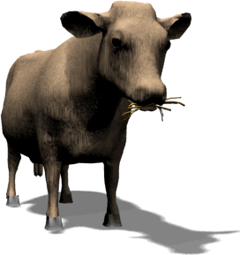 cow