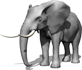elephant