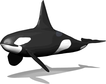 orca