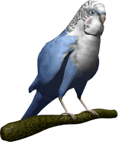 parakeet