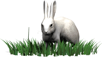 rabbit
